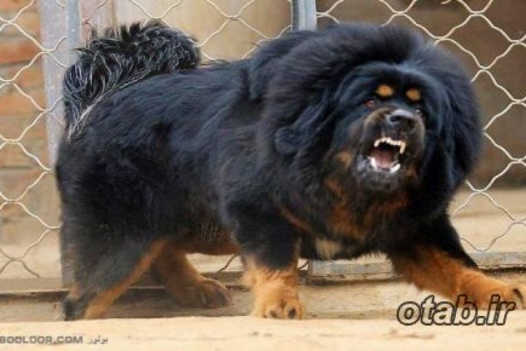 گرانترین سگ دنیا (تبت ماستیف)