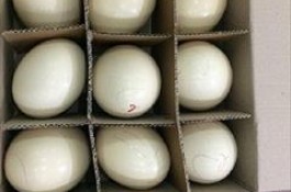 فروش تخصصی تخم بوقلمون-قرقاول-مرغ-طاوس-غاز-قوغاز-طوطیسانان