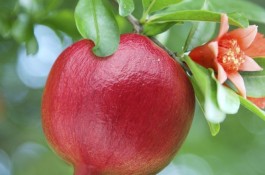 فروش سراسری نهال میوه گلدانی