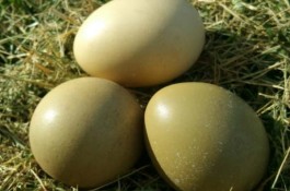 فروش تخم قرقاول ارومیه 