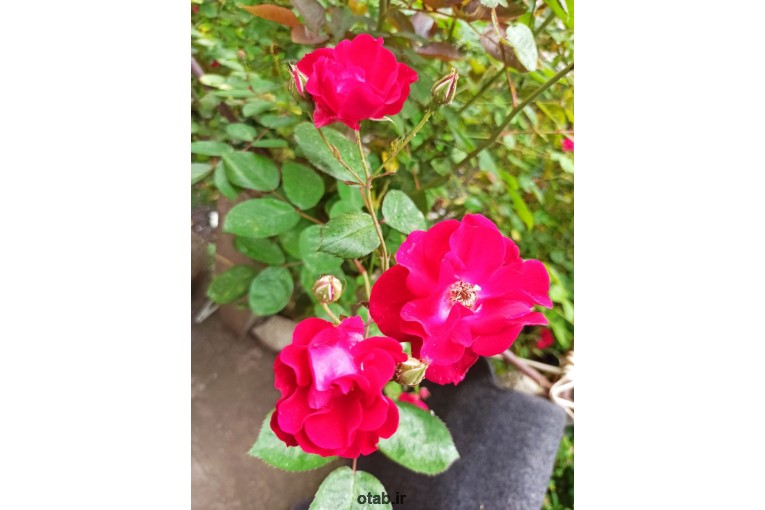فروشگاه گلکده