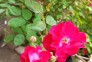 فروشگاه گلکده