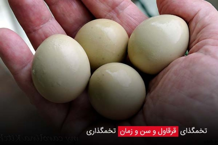 فروش تخم قرقاول آمریکایی 