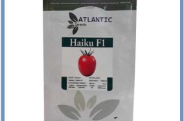 فروش بذر گوجه فرنگی HAIKU F1 آتلانتیک سیدز