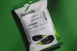 فروش بذر بادمجان Seminis SV 1574