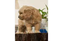 فروش توله سگ گلدن رتریور طلایی برترین خط خونی 
