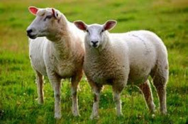 آموزش پرورش گوسفند 