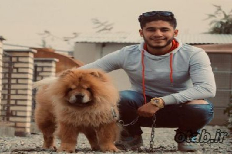تنها پرورش دهنده سگ چاوچاو در ایران