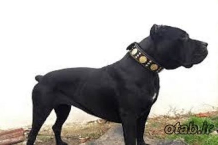 فروش سگ کن کورسو وارداتی