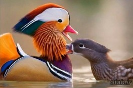 جوجه اردک نژاد ماندارین رنگی