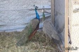 تخم نطفه دار طاووس سبز هندی و طاووس سفید