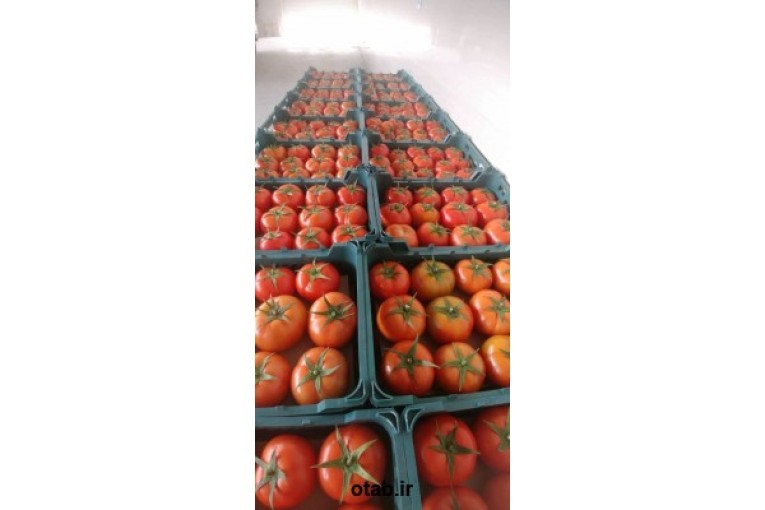 فروش بذر گلخانه ای گوجه فرنگی