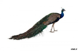 فروش تخم نطفه دار طاووس هندی و مصری