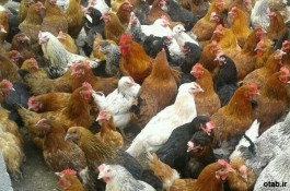 فروش مرغ محلی گلپایگان در سنین مختلف باکیفیت بالا09131007689