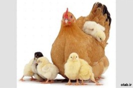 فروش مرغ محلی آماده تخم گذاری بصورت تضمینی09131007689