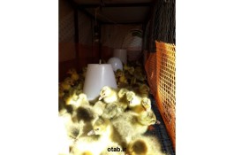 فروش جوجه اردک یک روز تا کشتاری09131007689