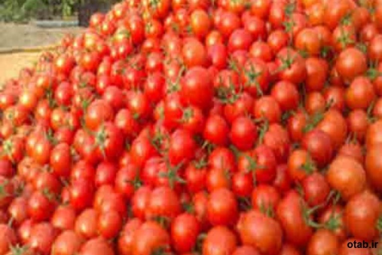 بذر گوجه فرنگی جم ، فروش بذر گوجه فرنگی جم