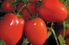 بذر گوجه فرنگی جی اس ۱۵