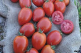 بذر گوجه فرنگی سالدو ، فروش بذر گوجه فرنگی سالدو