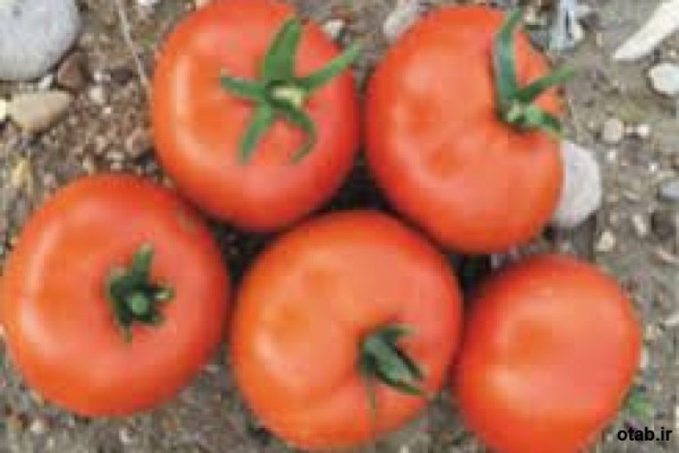 بذر گوجه فرنگی سرین ، فروش بذر گوجه فرنگی سرین