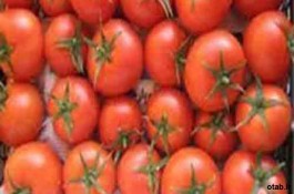 بذر گوجه فرنگی فلات کارون ، قیمت بذر گوجه فرنگی فلات کارون