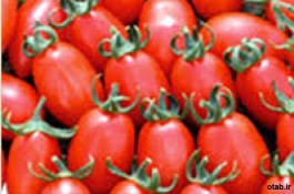 بذر گوجه فرنگی نامیب ، فروش بذر گوجه فرنگی نامیب