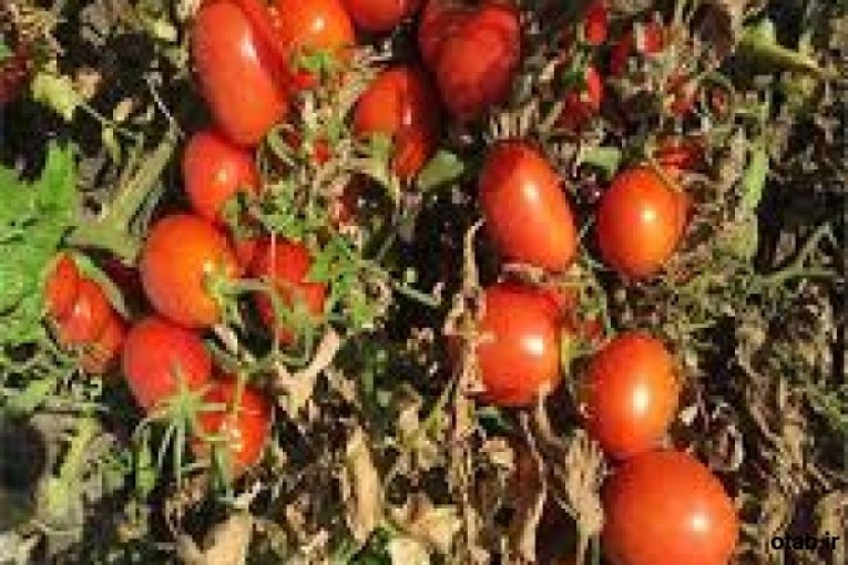 بذر گوجه لئوناردو ٨٢٢ ایتالیایی ، فروش بذر گوجه لئوناردو ٨٢٢ ایتالیایی