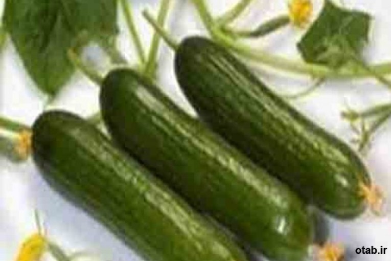 بذر خیار تک گل و مقاوم به سرما بستا  ، فروش بذر خیار تک گل و مقاوم به سرما بستا