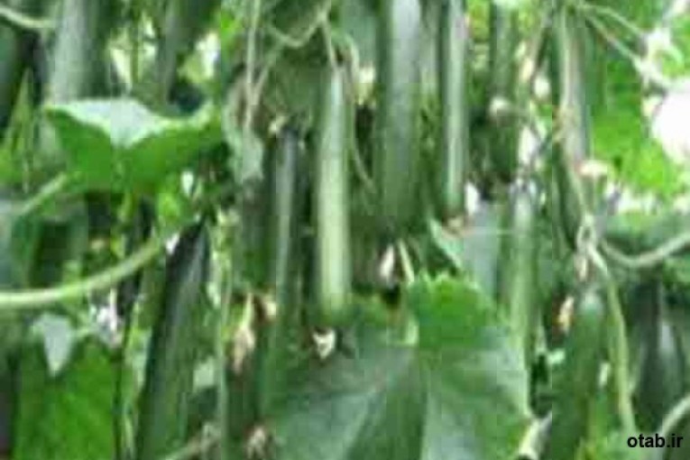 بذر خیار گلخانه ای هیبرید باراکودا