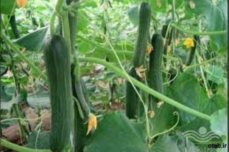 بذر خیار گلخانه ای میان گل تیدا 