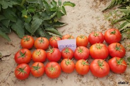بذر گوجه موناکو ، فروش بذر گوجه موناکو