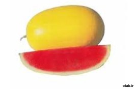 بذر هندوانه خاص و جذاب پوست زرد
