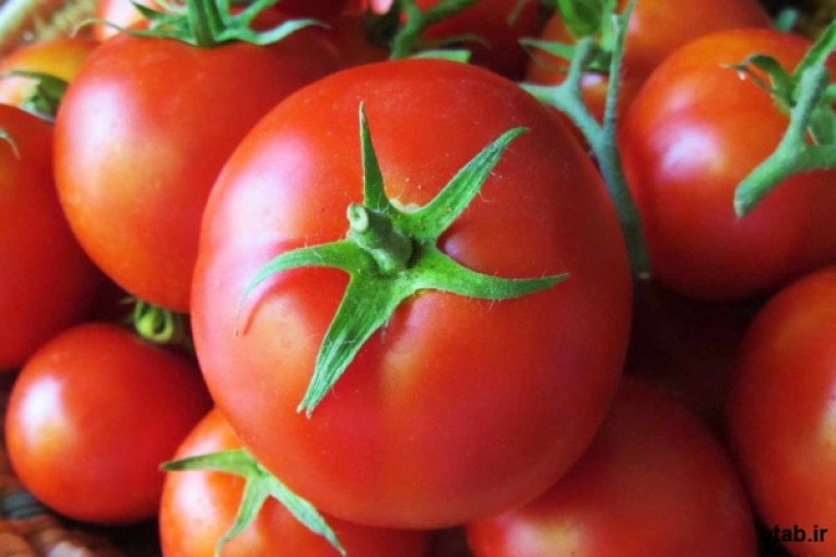 بذر گوجه فرنگی گرد صادراتی موناکو