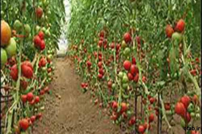بذر گوجه گلخانه ای داربستی کاردلن