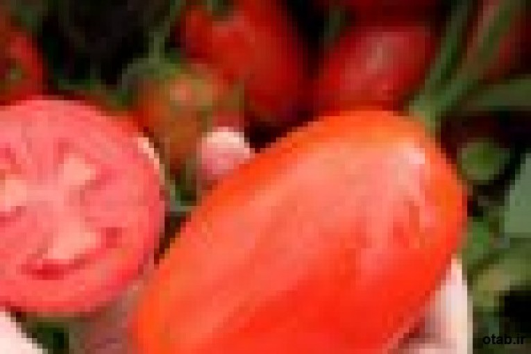 بذر گوجه فرنگی سوپرچف امریکا ، قیمت بذر گوجه فرنگی سوپرچف امریکا