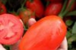بذر گوجه فرنگی سوپرچف امریکا ، قیمت بذر گوجه فرنگی سوپرچف امریکا