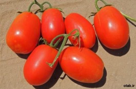 بذر گوجه فر نگی ریوگرند ایتالیا