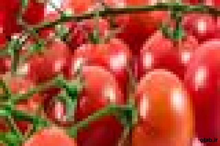 بذر گوجه فرنگی مارکنی ، فروش بذر گوجه فرنگی