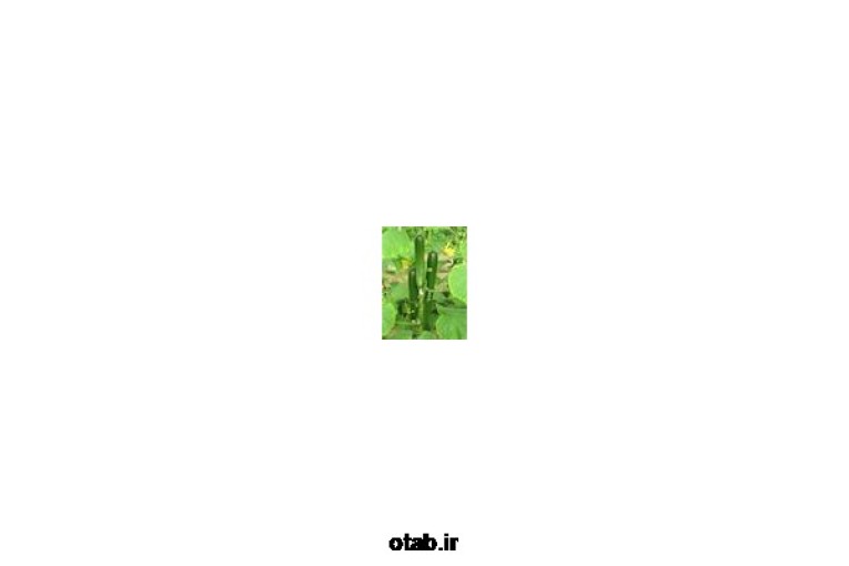 بذر خیار گلخانه ای،خرید و فروش بذر خیار گلخانه ای