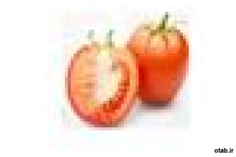 بذر گوجه فرنگی هیبرید دبلیواس 4040،خرید و فروش بذر