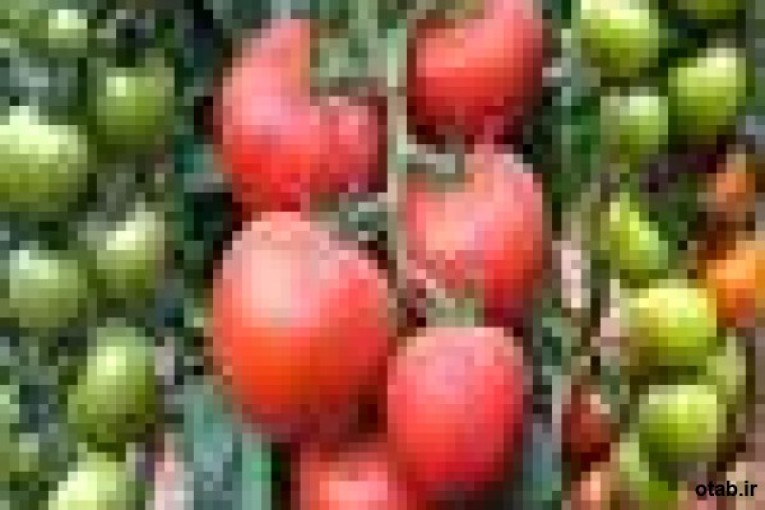 بذر گوجه فرنگی گلخانه ای مایا ،بذر  گوجه فرنگی