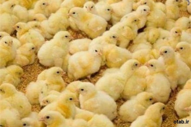 فروش جوجه مرغ یک روزه گوشتی جوجه محلی صنعتی و هلندی