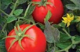 بذر گوجه فرنگی افرا - قیمت بذر گوجه فرنگی افرا