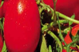 بذر گوجه فرنگی رها - قیمت بذر گوجه فرنگی رها