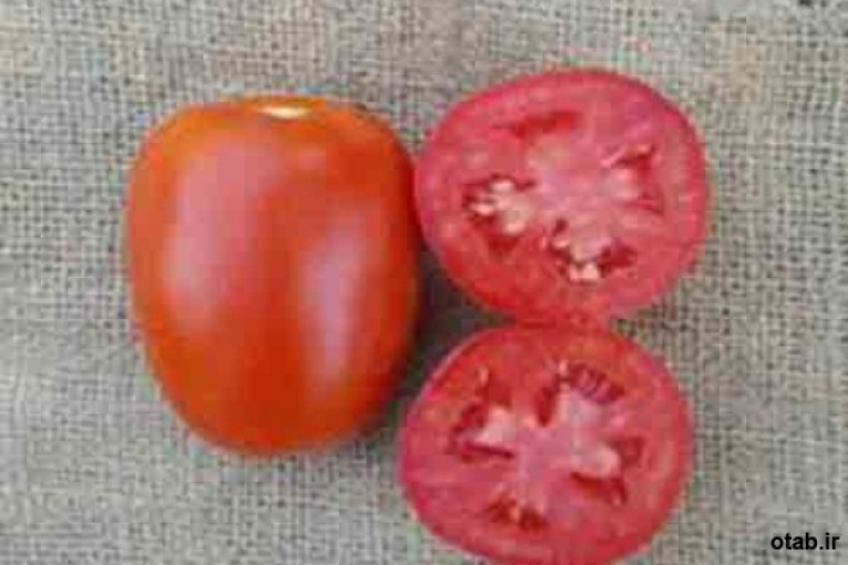 بذر گوجه فرنگی سالدو - قیمت بذر گوجه فرنگی سالدو
