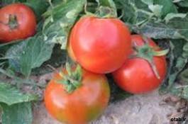 بذر گوجه فرنگی سوپر اوربانا - قیمت بذر گوجه فرنگی سوپر اوربانا