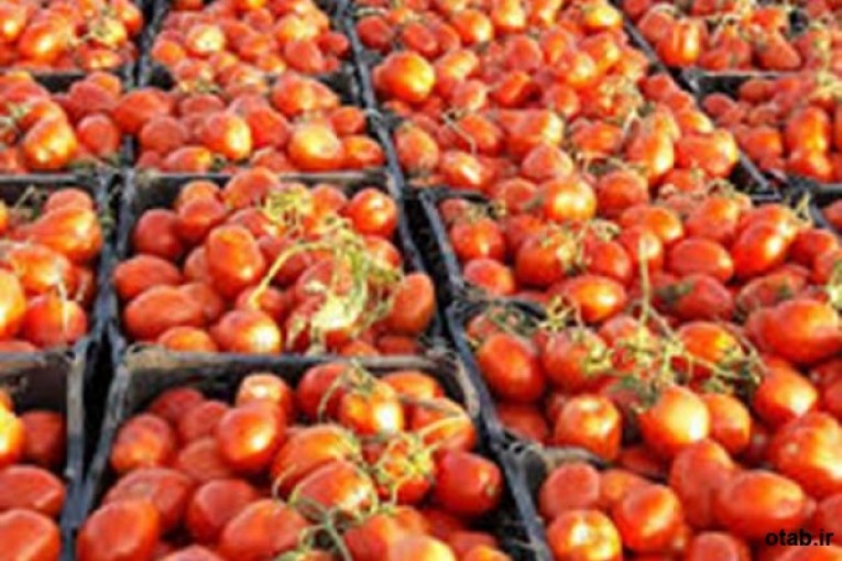 بذر گوجه سوپرکویین - قیمت بذر گوجه سوپرکویین