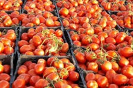 بذر گوجه سوپرکویین - قیمت بذر گوجه سوپرکویین