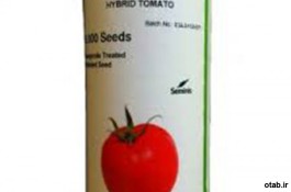 بذر گوجه فرنگی کومودورو - قیمت بذر گوجه فرنگی کومودورو