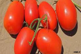 بذر گوجه فرنگی کیمیا F۱ - قیمت بذر گوجه فرنگی کیمیا F۱